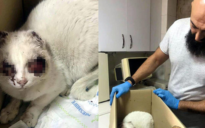Gözleri oyulan kedi haberinde şok gelişme