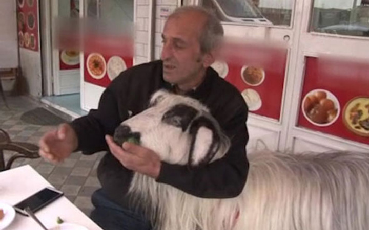 Sahibiyle kahvaltı yapan keçi bir anda hayatının şokunu yaşadı!