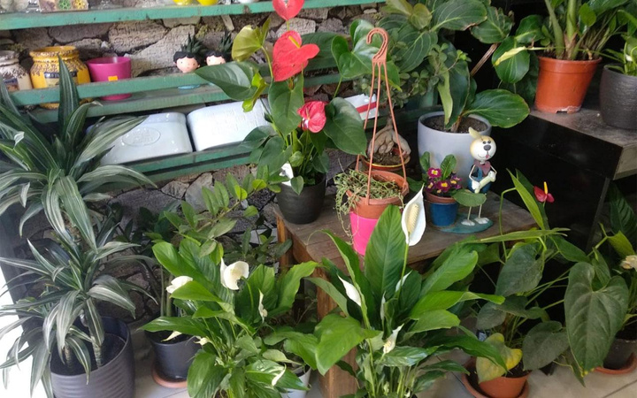 Mart ayı saksı değişim zamanı! Çiçek dikimi ve orkide bakımı bilgileri