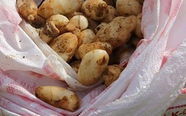 25 kilo salep soğan ile yakalandılar! 300 bin TL ceza yediler