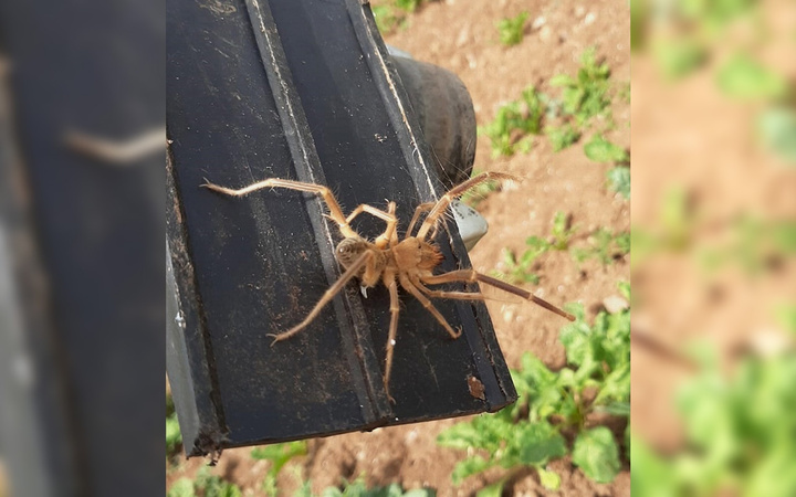 Elazığ'da etçil örümcek endişesi