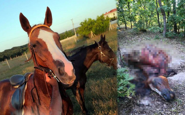 Böyle vahşet olmaz! İngiliz yarış atını çalıp parçaladılar