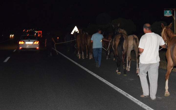 Malatya'da çiftlikten kaçan onlarca yarış atı otoyolu birbirine kattı