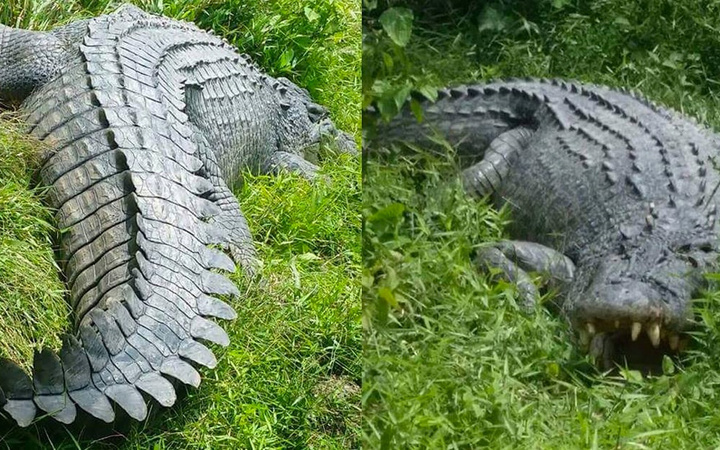 Timsah 10 yaşındaki çocuğu kardeşlerinin gözü önünde canlı canlı yedi