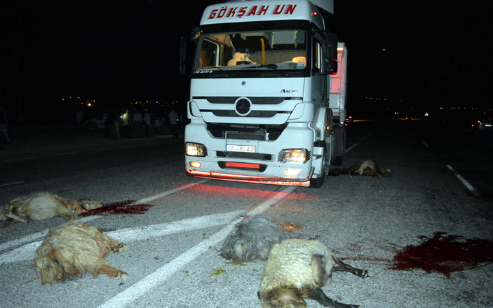 TIR bodoslama sürüye daldı 20 koyun telef oldu