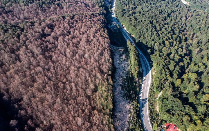 Bursa'yı istila ettiler hızla yayılıp yaprakları kemiriyorlar