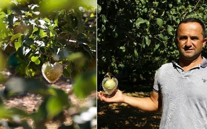 Sevgili çiftlerden talep patlaması var! Her ağaçta sadece 1 tane yetişiyor