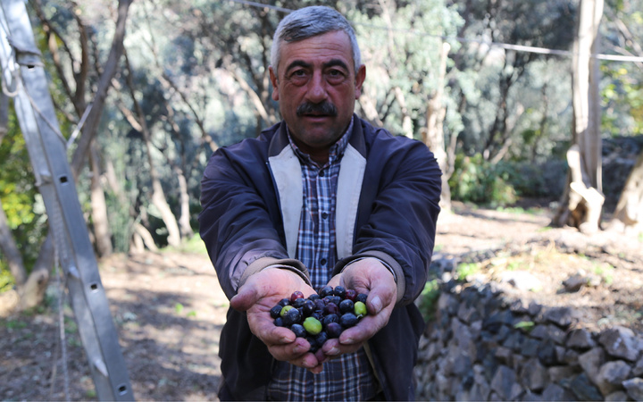 Artvin'de yetişiyor! Bu zeytinin kabuğu daha ince ve asit oranı daha az