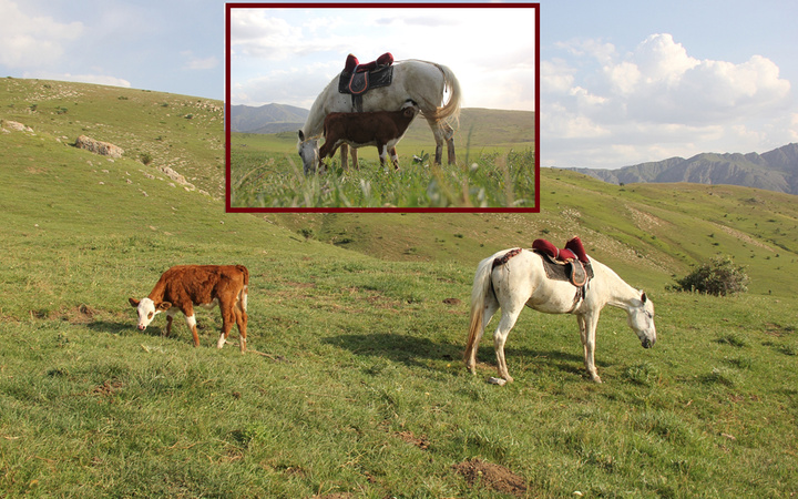Sivas'ta annesi olmayan danayı at emziriyor merhametin böylesi