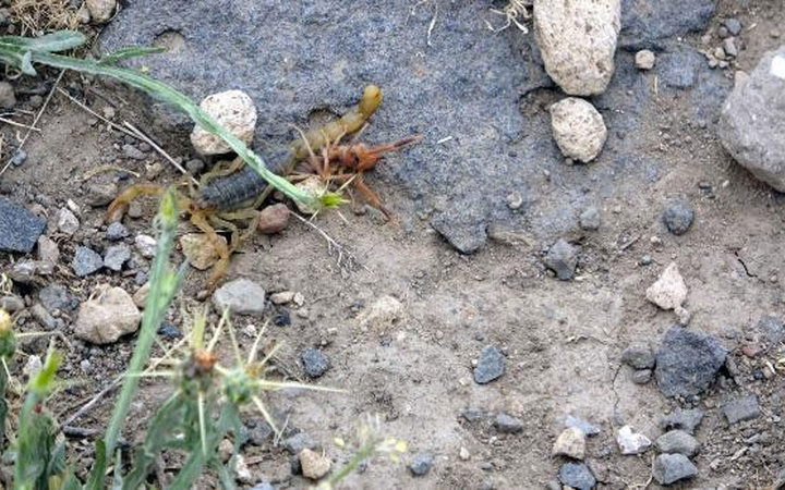 Van'da akrep istilası! Her taşın altından çıkıyor uzmanı şoke oldu
