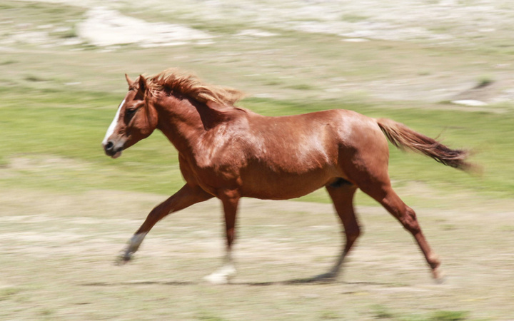 Tunceli'de göçerlerin doğaya saldığı atlar yaylalara renk katıyor
