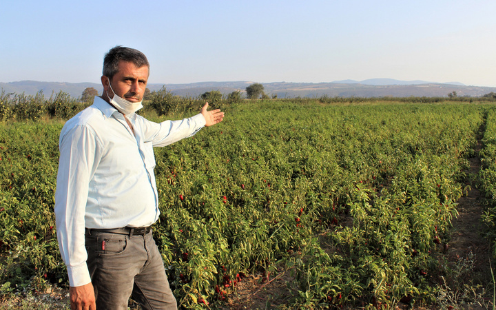 Geçen yıl 3 liradan alıcı buldu bu yıl tarlada çürüyor Bursalı çiftçiler kara kara düşünüyor