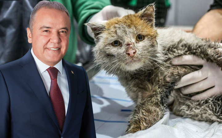Muhittin Böcek'in talimatıyla sahiplenilmişti! İşte depremzede kedi Toros'un son hali