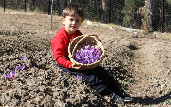 Karabük'te dünyanın en pahalı baharatın hasadı başladı! Fiyatını duyanlar kulaklarına inanamadı