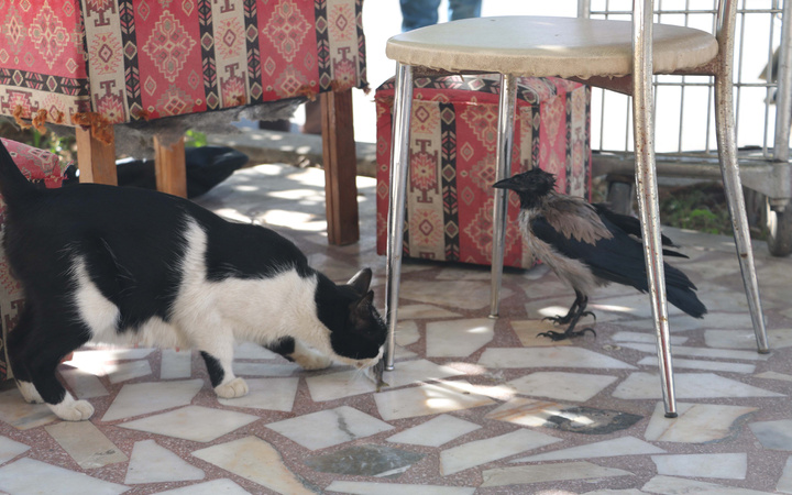 Antalya'da duyan kulaklarına inanamıyor! Karga kedi gibi ses çıkarıyor