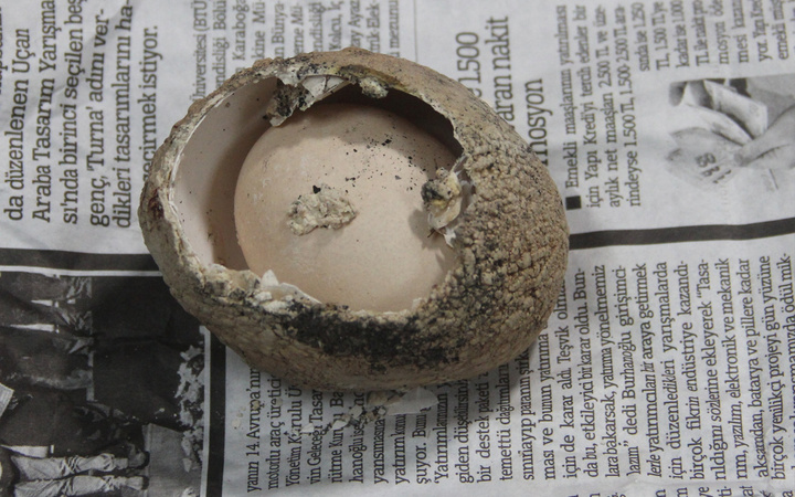 Adana'da bahçede buldu 4 katlı yumurtadan çıktı milyonda bir olan olay