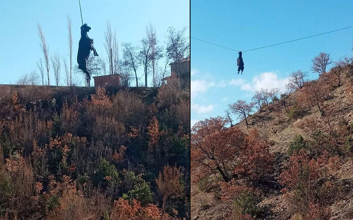 Sinop'ta boynuzu tellere takılan keçi metrelerce yüksekte asılı kaldı