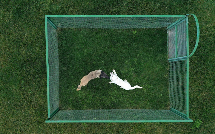 Bu köpeklere sahip olmak isteyen aylarca bekliyor! Dilekçeyle başvuruluyor tanesi 5 bin lira