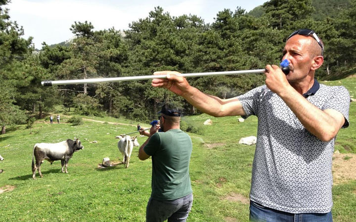 Dağda kurbanlık dana avı başladı! Tuz dökerek tuzağa çekiyorlar sonra gelsin paralar