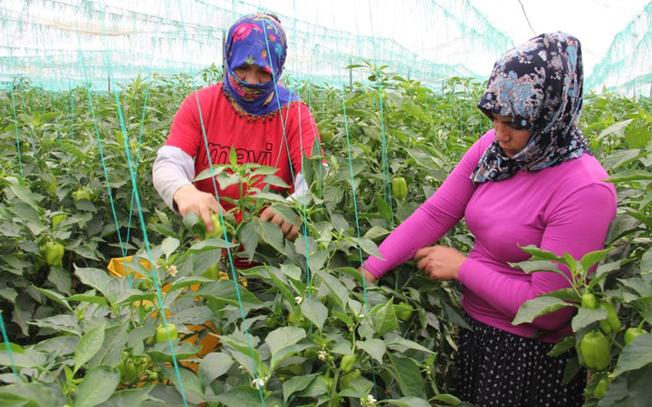 Herkes evdeyken onlar Mersin'de günde 600 kilo topluyor! Terlerimiz üstümüzden akıyor