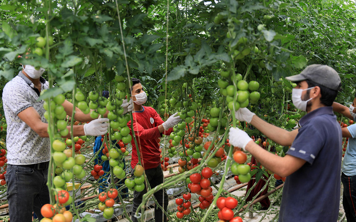 Antalyalı çiftçi Hindistan cevizi kabuğundan domates üretiyor! Paraya para demiyor