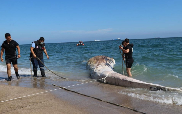 Mersin'de sahile vuran dev balinanın ölüm nedeni belli oldu otopsi sonuçları açıklandı