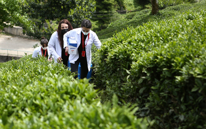 Trabzon'da sağlık çalışanları çay tarlasında aşı yaptı çarpıcı fotoğraflar