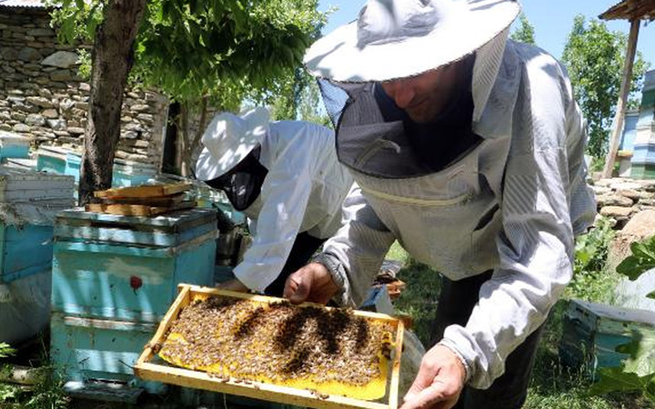 Hakkari'de arıcılıkla 10 çocuk büyüttü mesleklerini duyan şaştı kaldı