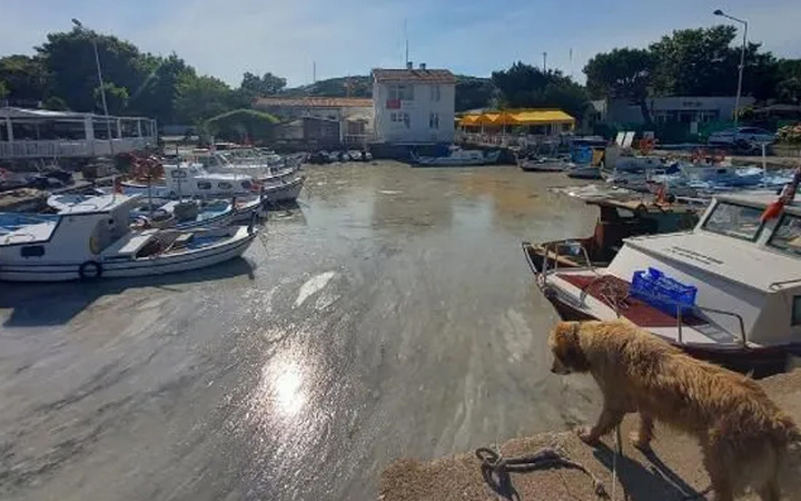 Bozcaada'da müsilaj görüldü! Adalılar bu görüntüye kahroldu!