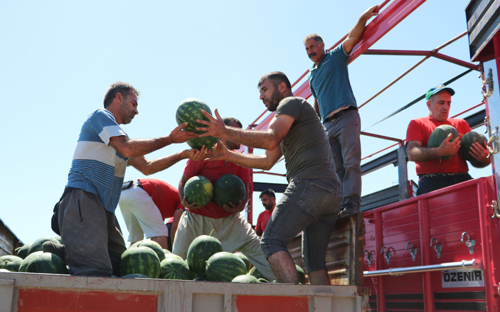 Adana'da sıcağın altında günde 200 ton karpuz yüklüyorlar