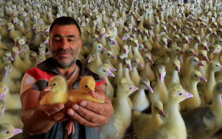 Böyle çiftlik görülmedi Erdoğan'ın çağrısıyla Elazığ'da kurdu üretimi 100 kat artırdı