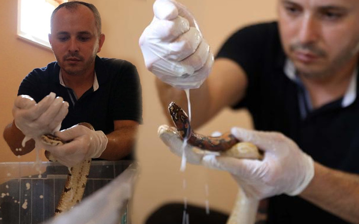 Gaziantep'te yılanların süt banyosu! Bakıcıları uyguluyor bir nedeni var