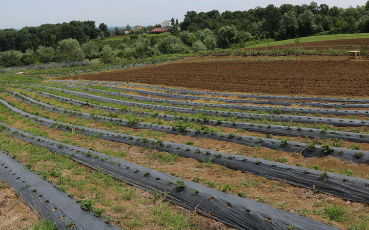 Samsun'da hobi olarak başladı asıl mesleğini solladı bin metrekareden 50 bin TL kazandı