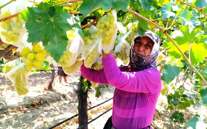Manisa'da çiftçinin yaptığı konuşuluyor: 4 bin salkımı çöp poşetleriyle kapladı