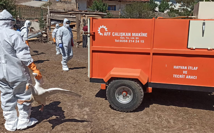 Tokat'ta korona bitmeden kuş gribi! Yüzlerce hayvan itlaf edildi