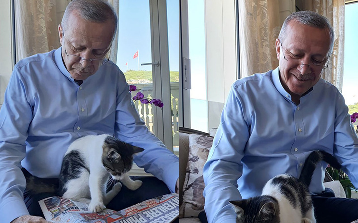 Cumhurbaşkanı Erdoğan torunu Canan Aybike'nin kedisiyle fotoğrafını paylaştı