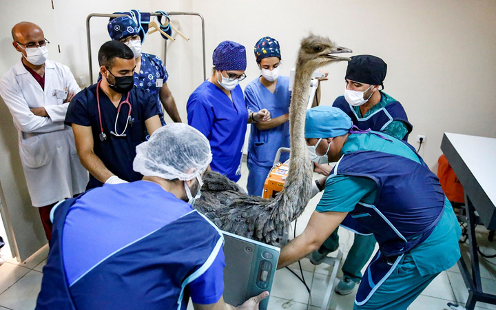 Diyarbakır'da bıçak yuttu şüphesiyle deve kuşunu veterinere götürdü karnından çıkanlara inanamadı