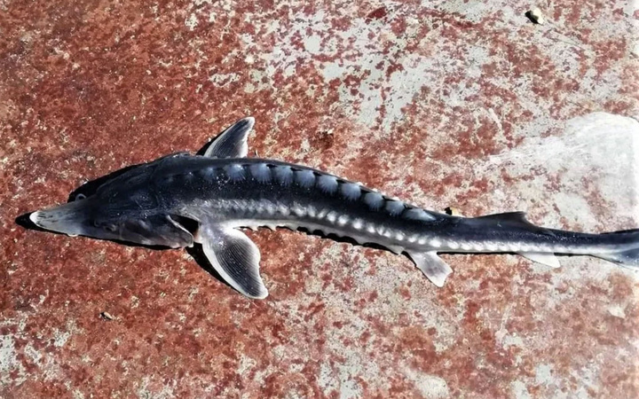 Bu balık altın yumurtluyor! Tunceli'de görüldü yumurtasının kilosu 20 milyon lira