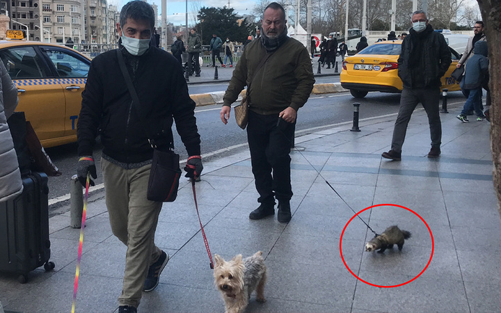 İzin alıp İstanbul'da getirdi gören inanamadı! Tasma takıp Taksim'de gezdirdi
