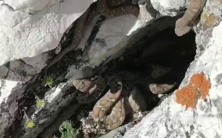 Maraş'ta ortaya çıktı bu yılanın tek ısırığı öldürüyor sürü halindeki görüntüleri ürküttü