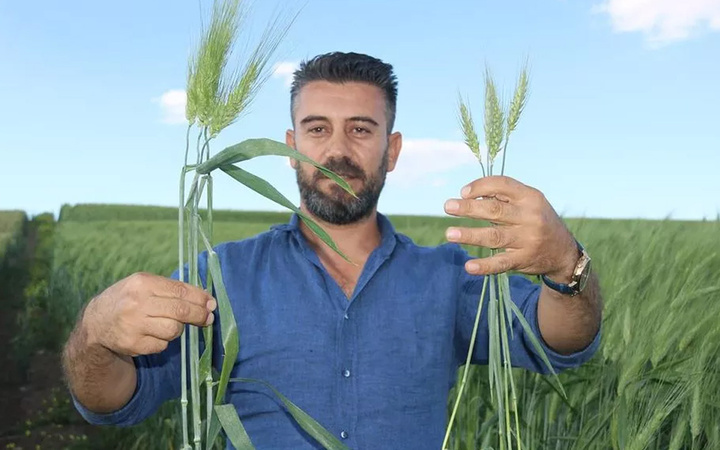 Arkeolojik kazıda küpten çıktı 7 bin yıllık buğday Türkiye'yi ihya edecek
