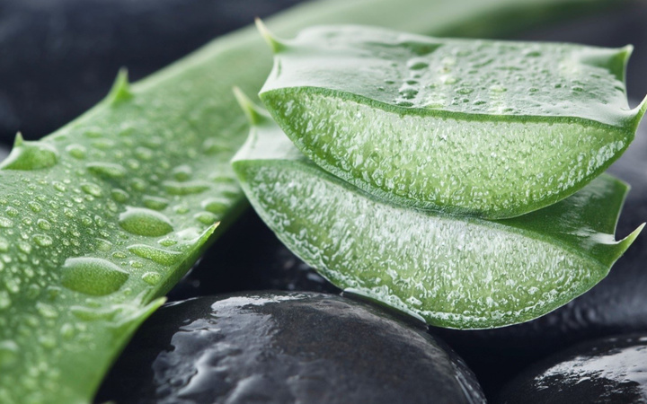 Kozmetik ürünlerinin vazgeçilmezi Aloe Vera'nın sıra dışı faydaları var