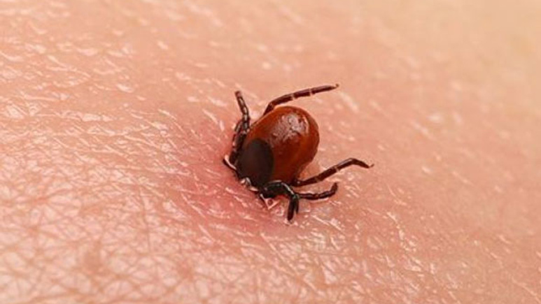 Kırım Kongo kabusu geri döndü! Biri çocuk 2 kişi öldü