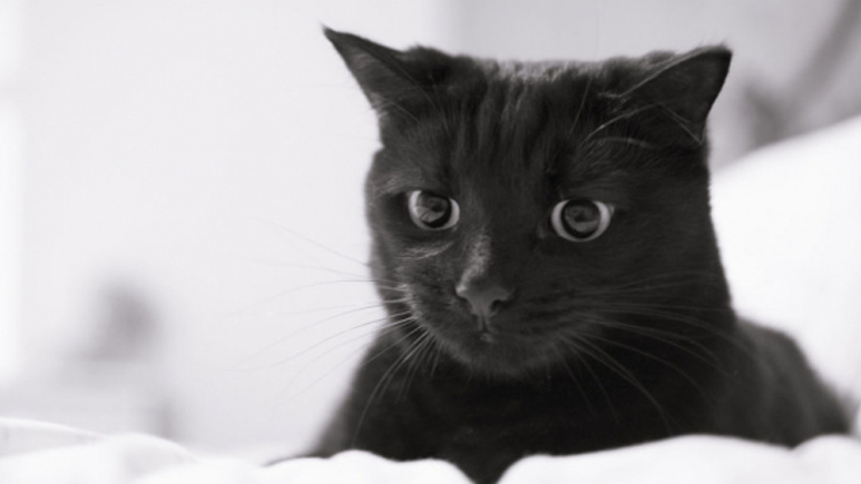 Kedi besleyenler dikkat!