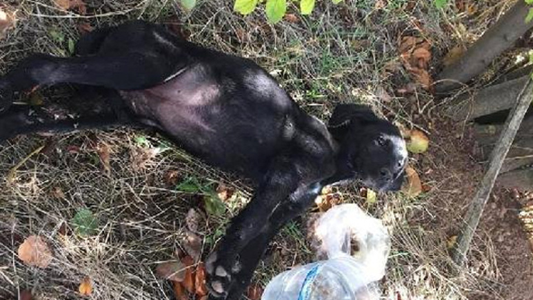 Yavru köpekleri tüfekle vurma sebebi bakın neymiş!