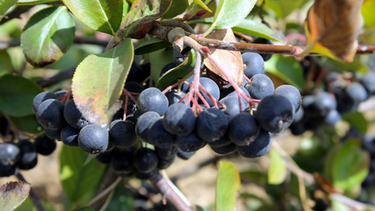 Uzmanlar yeni şifa deposunu açıkladı: Aronia ekstresi