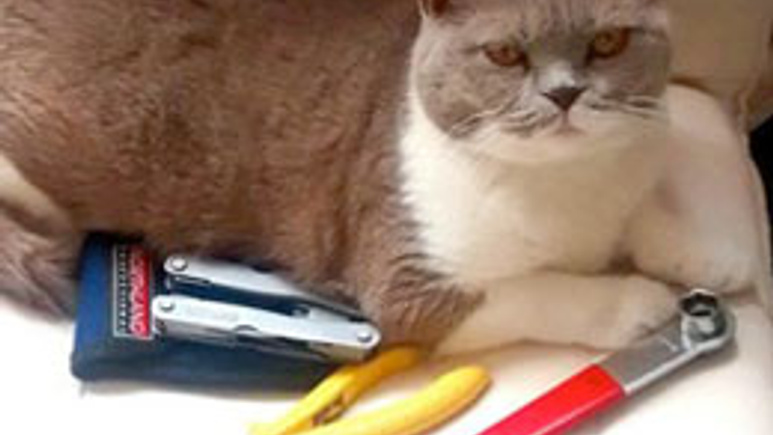 'Trafodaki kedi' için suç duyurusu!