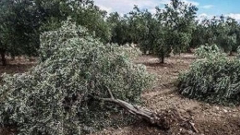 Yırca'daki santral projesi iptal edildi