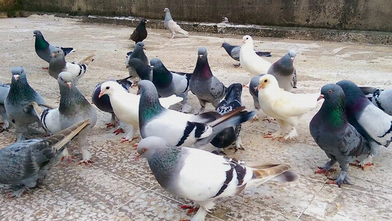 Güvercin uçurma sırası tartışmasında başından vuruldu!