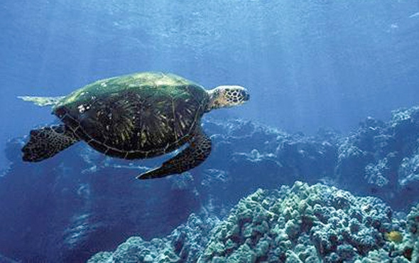 Yeni öğrendik deniz kaplumbağaları meğer